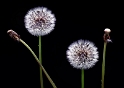 24 Blume-D33_7412